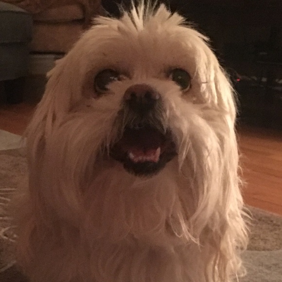 Meet your Posher, Susan - Picture 1 of 1